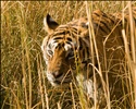 Royal Bengal Tiger only feet away